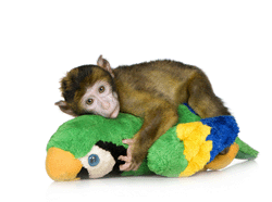 Monkey%20on%20Stuffed%20Parrot.gif